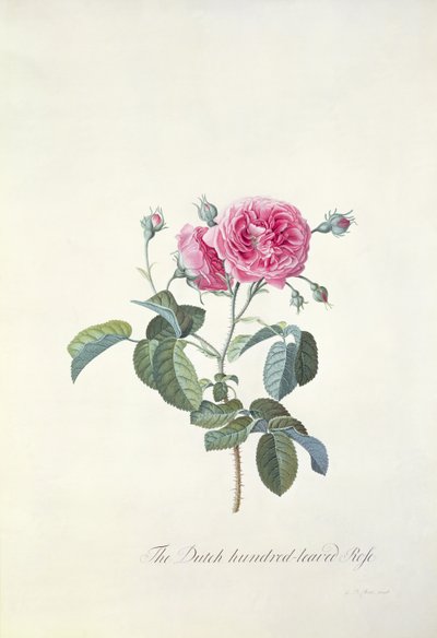 Rose: Rosa holandesa de cem folhas de Georg Dionysius Ehret